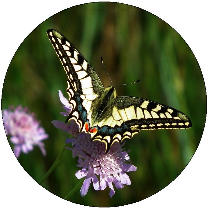 Butterfly Pinback Buttons and Stickers