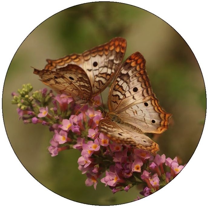 Butterfly Pinback Buttons and Stickers