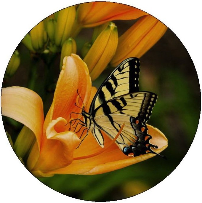 Butterfly Pinback Buttons and Stickers