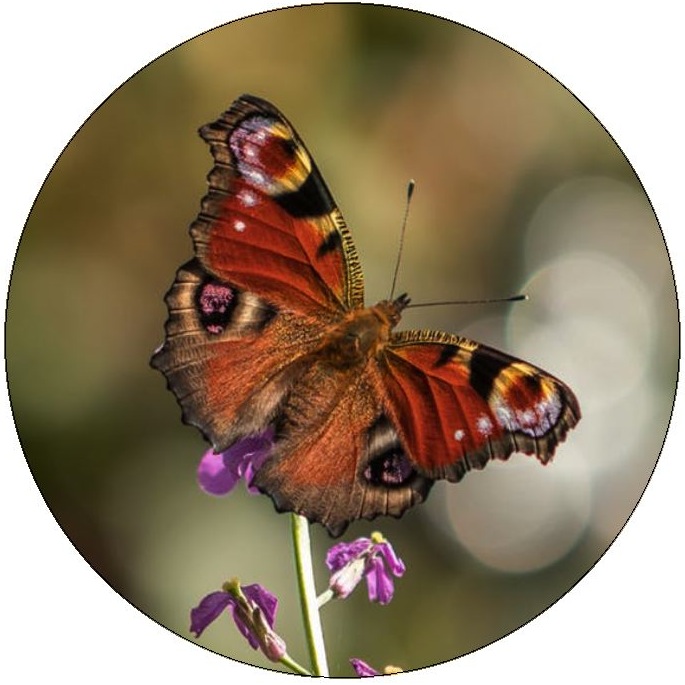 Butterfly Pinback Buttons and Stickers