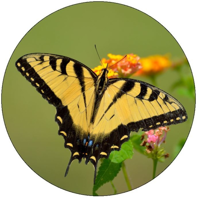 Butterfly Pinback Buttons and Stickers