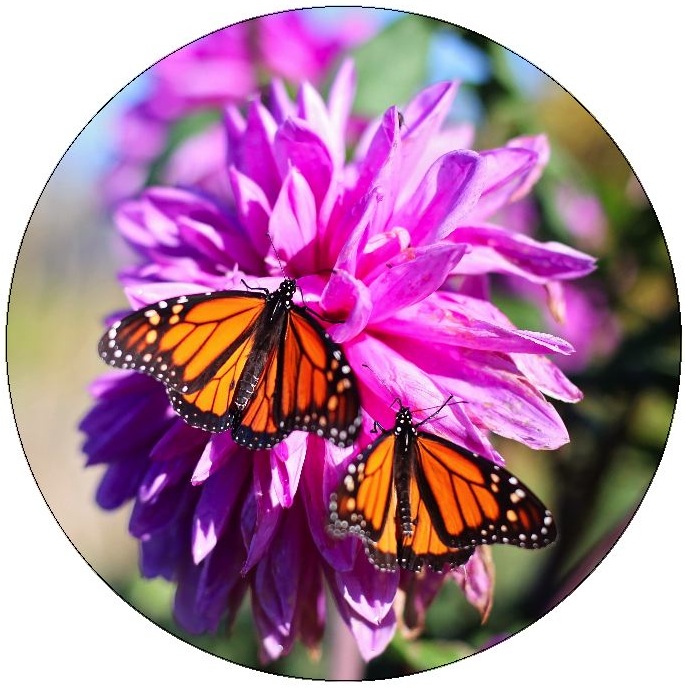 Butterfly Pinback Buttons and Stickers