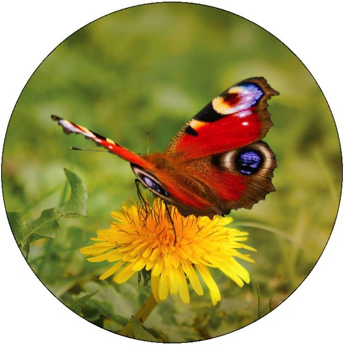 Butterfly Pinback Buttons and Stickers