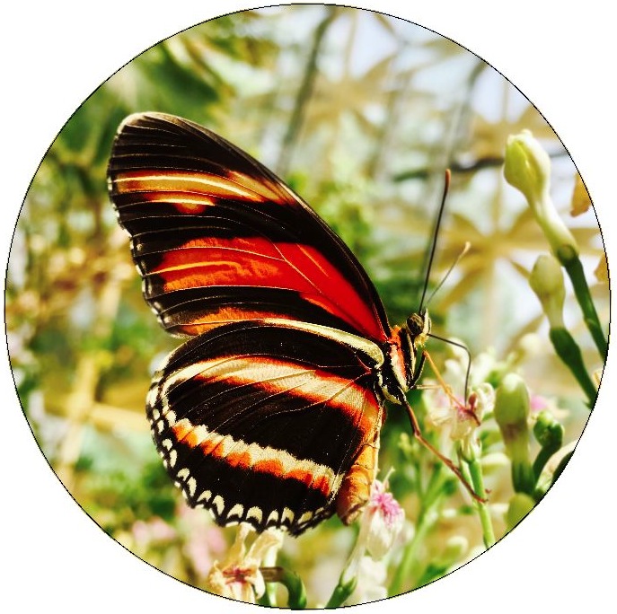 Butterfly Pinback Buttons and Stickers