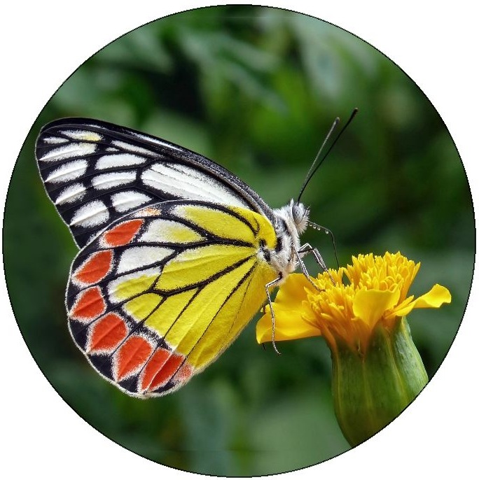 Butterfly Pinback Buttons and Stickers