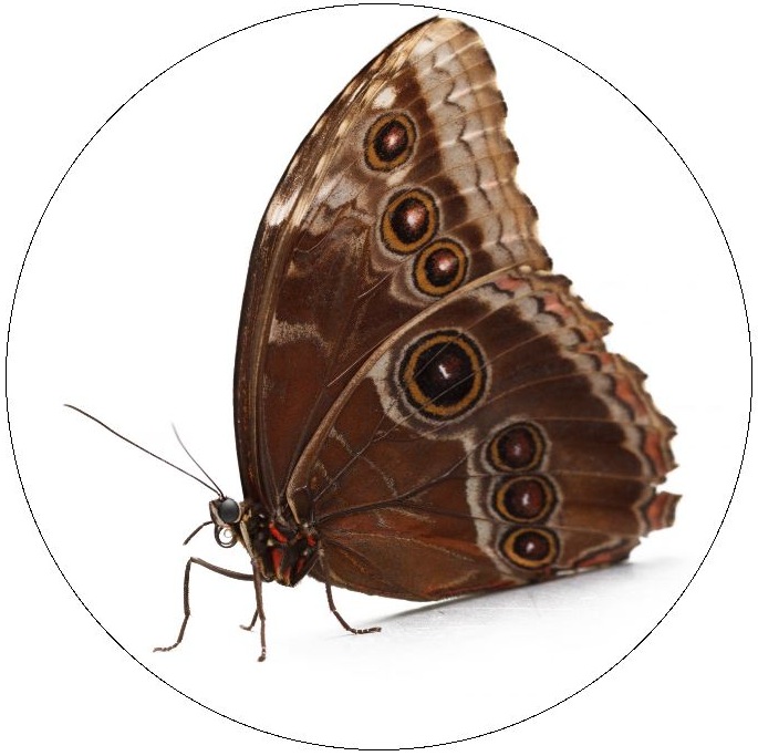 Butterfly Pinback Buttons and Stickers