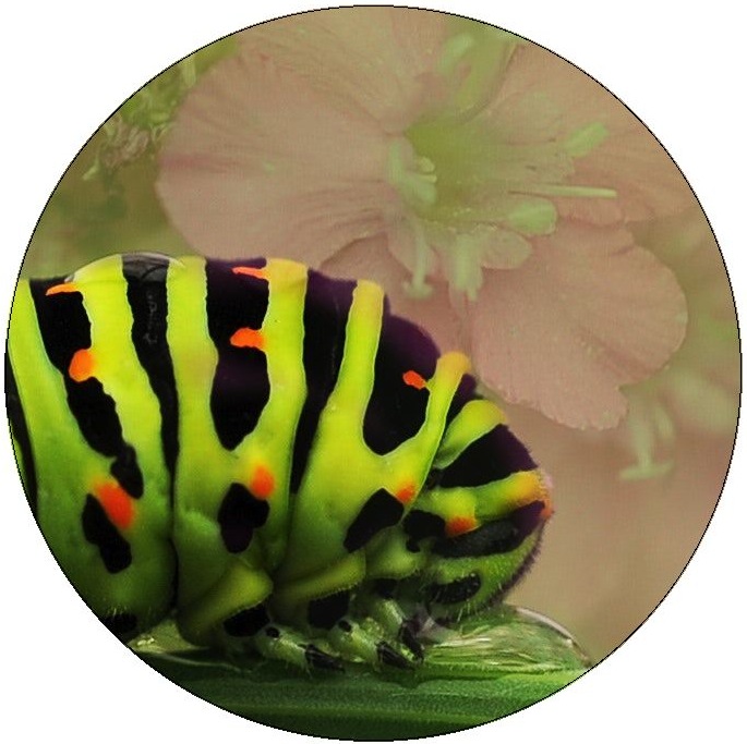 Butterfly Pinback Buttons and Stickers