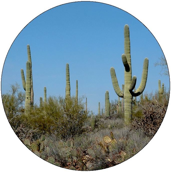 Cactus Pinback Buttons and Stickers