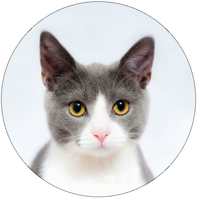 Cat Pinback Buttons and Stickers