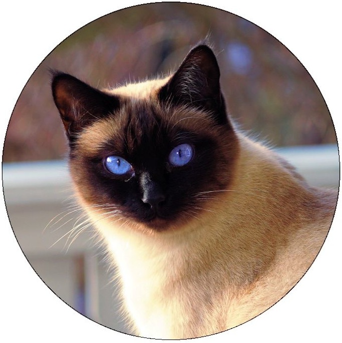 Cat Pinback Buttons and Stickers