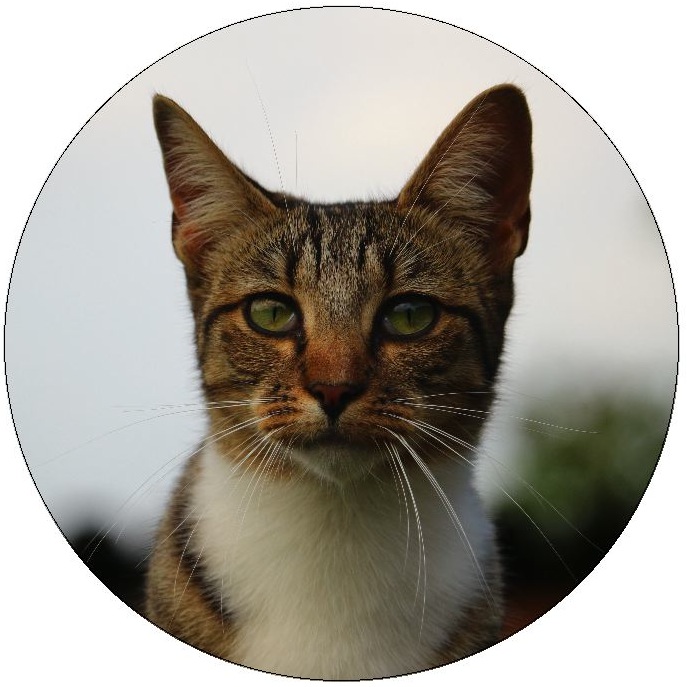 Cat Pinback Buttons and Stickers