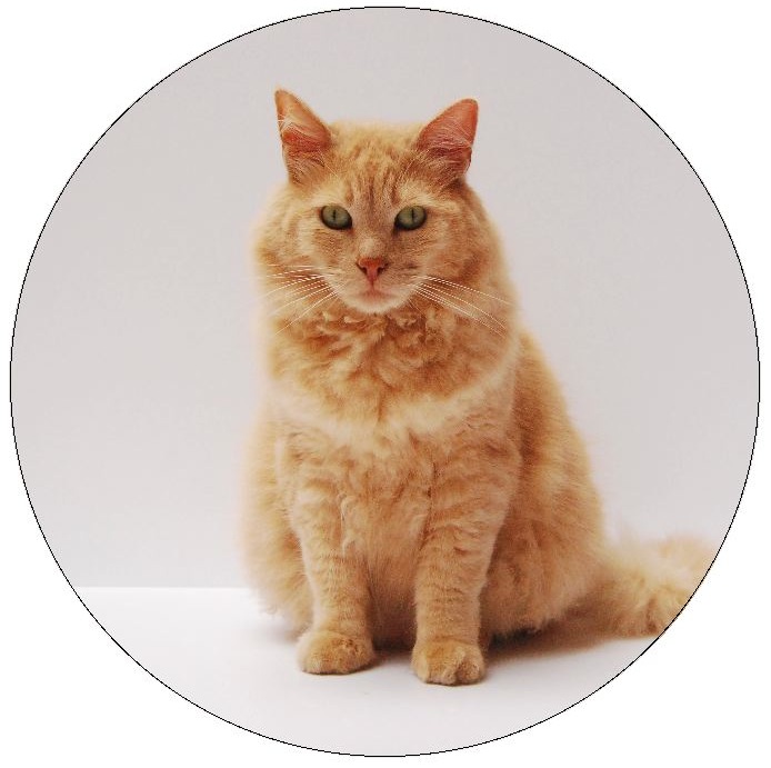 Cat Pinback Buttons and Stickers