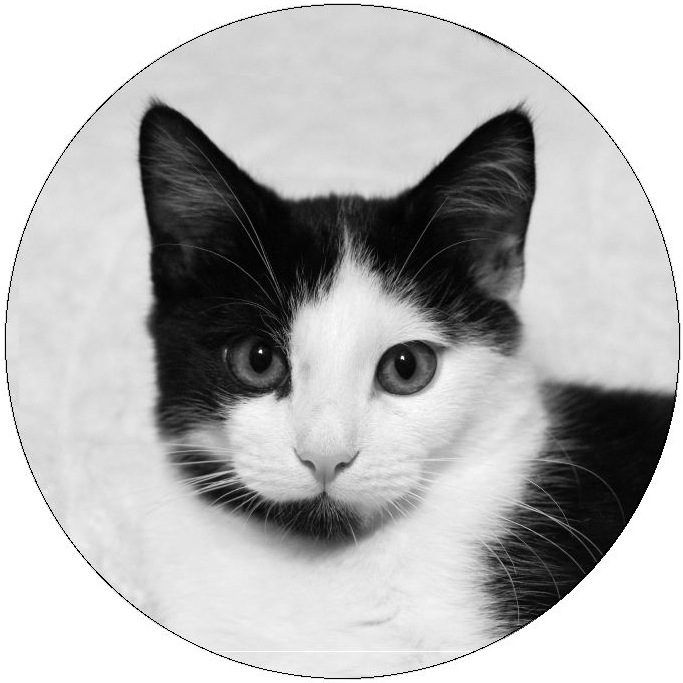 Cat Pinback Buttons and Stickers