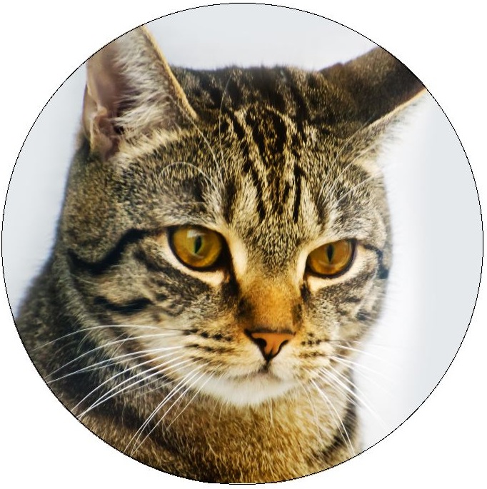 Cat Pinback Buttons and Stickers