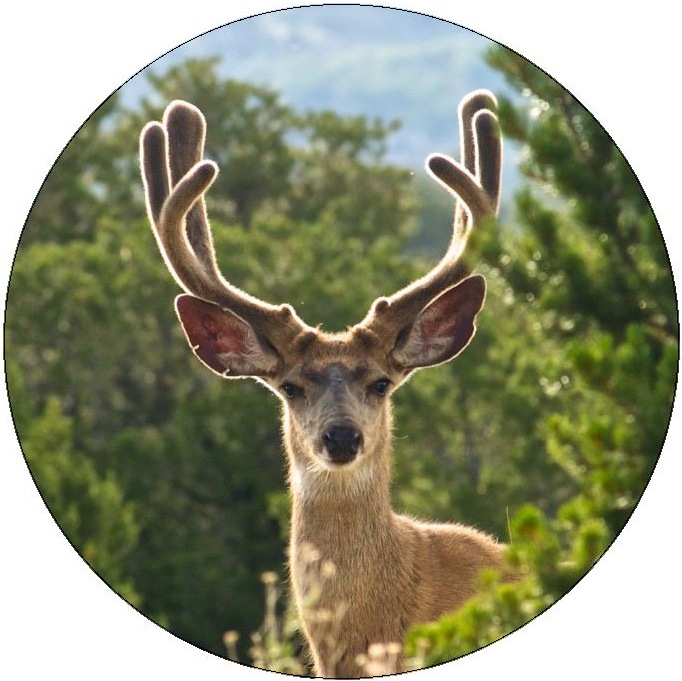 Deer Pinback Buttons and Stickers