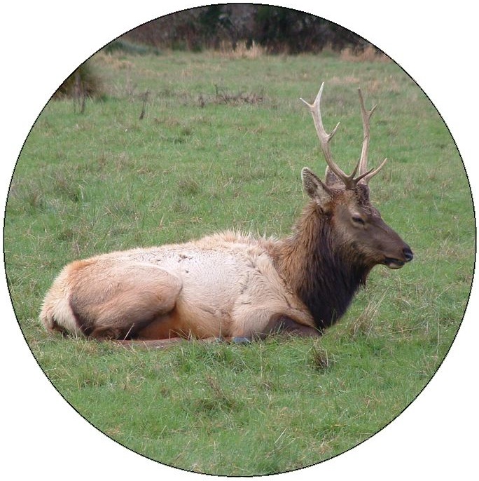 Elk Pinback Buttons and Stickers