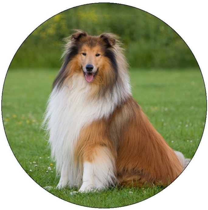 Dog Photo Pinback Buttons and Stickers