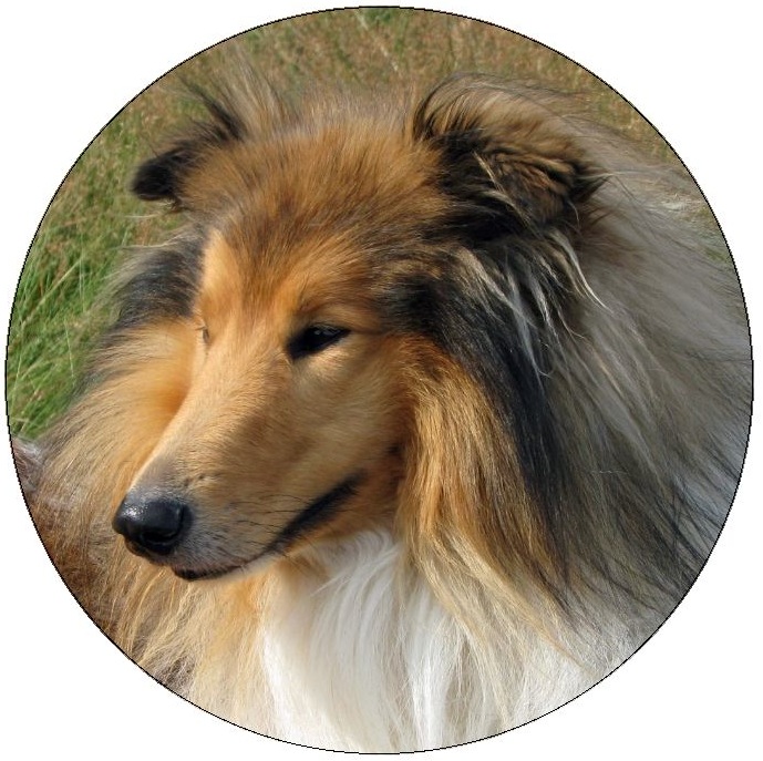 Dog Photo Pinback Buttons and Stickers