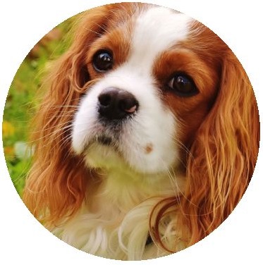 Dog Photo Pinback Buttons and Stickers