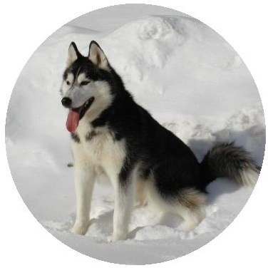 Dog Photo Pinback Buttons and Stickers