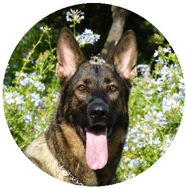 Dog Photo BPinback Buttons and Stickers