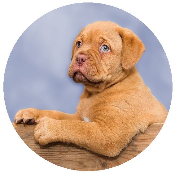 Dog Photo Pinback Buttons and Stickers