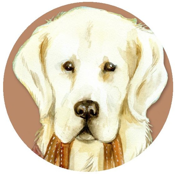 Dog Photo Pinback Buttons and Stickers