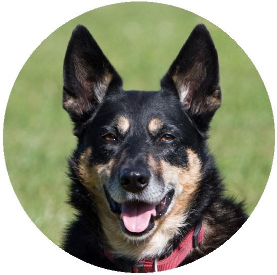 Dog Photo Pinback Buttons and Stickers