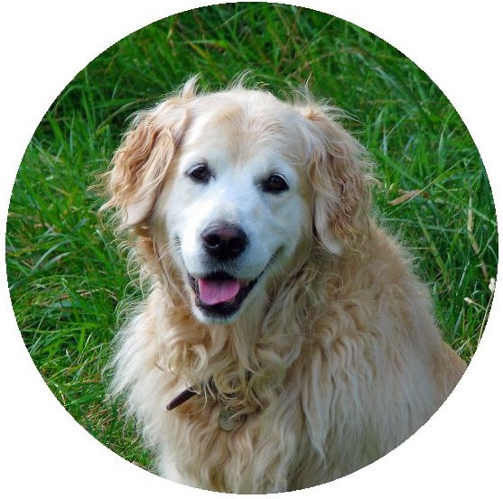 Dog Photo Pinback Buttons and Stickers