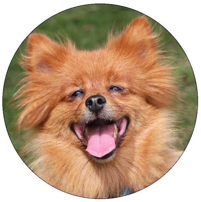 Dog Photo Pinback Buttons and Stickers