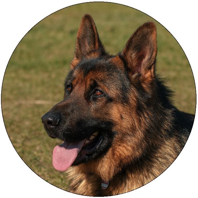 Dog Photo Pinback Buttons and Stickers