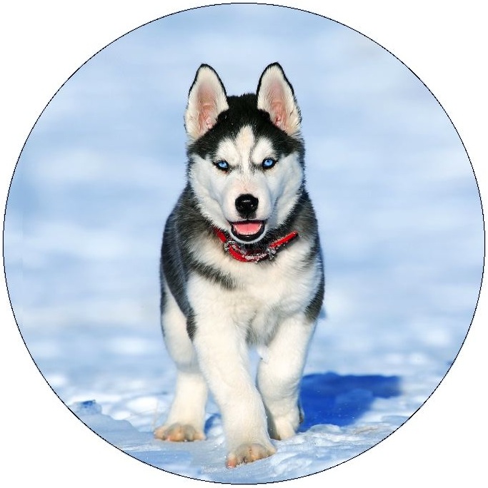 Dog Photo Pinback Buttons and Stickers