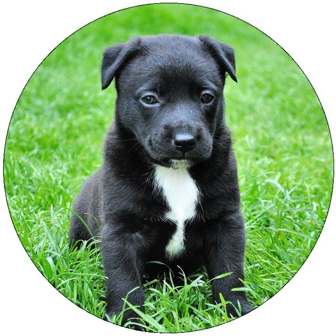 Dog Photo Pinback Buttons and Stickers