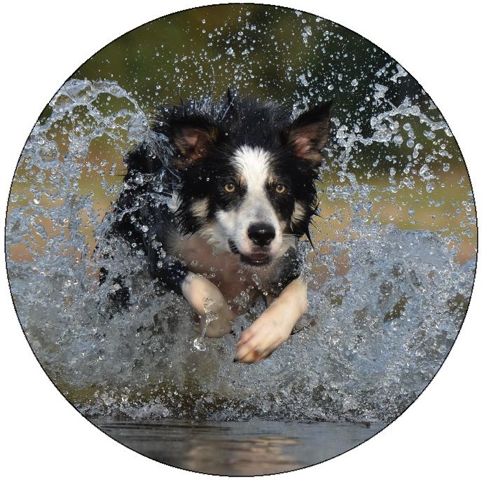 Dog Photo Pinback Buttons and Stickers