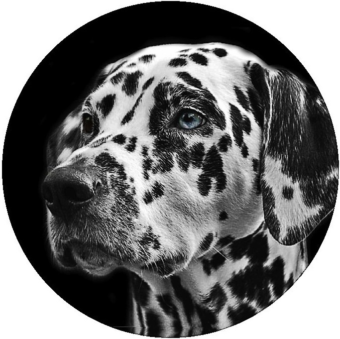 Dog Photo Pinback Buttons and Stickers