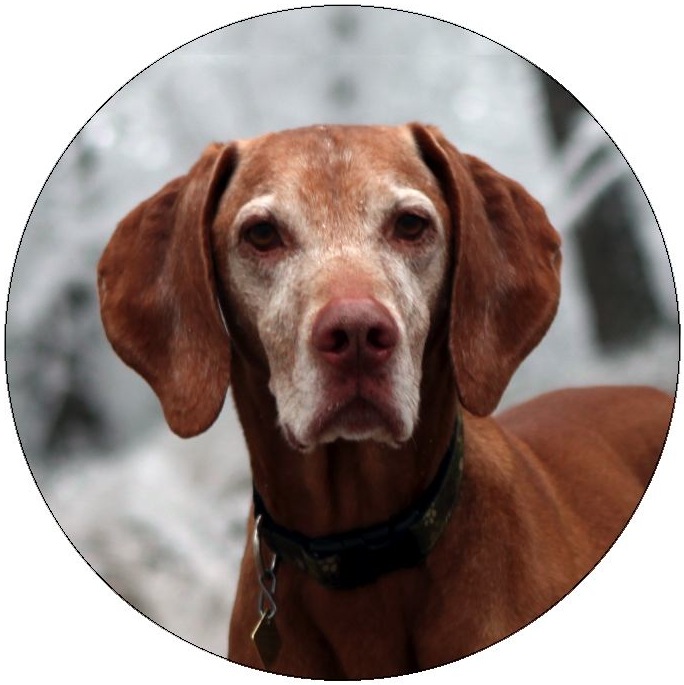 Dog Photo Pinback Buttons and Stickers