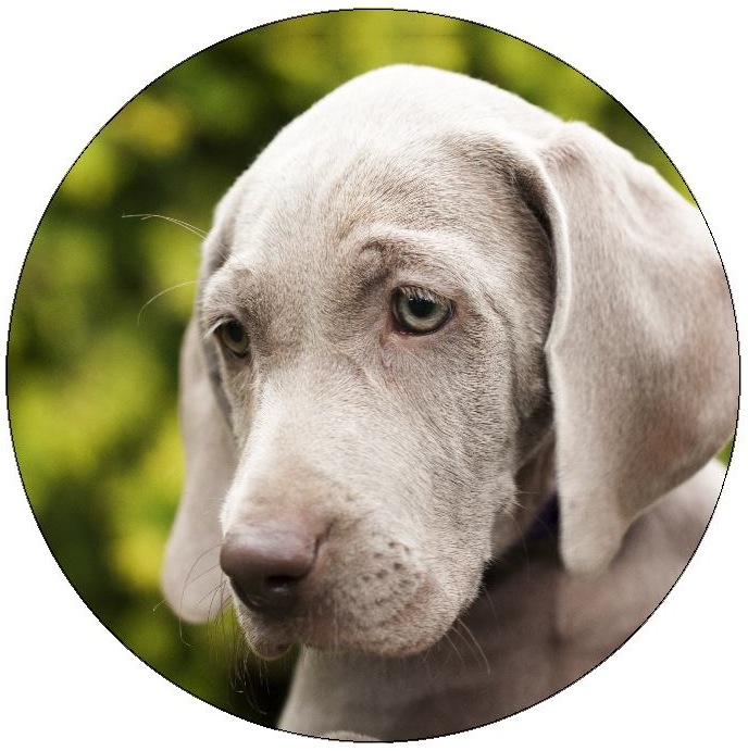 Dog Photo Pinback Buttons and Stickers