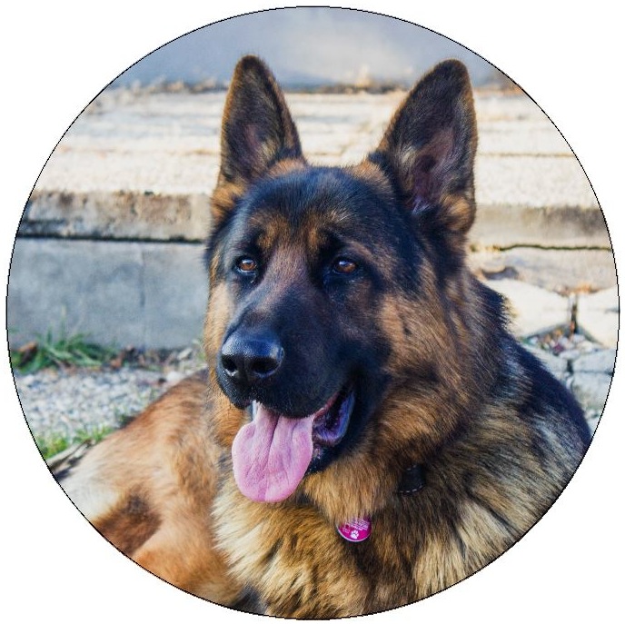 Dog Photo Pinback Buttons and Stickers