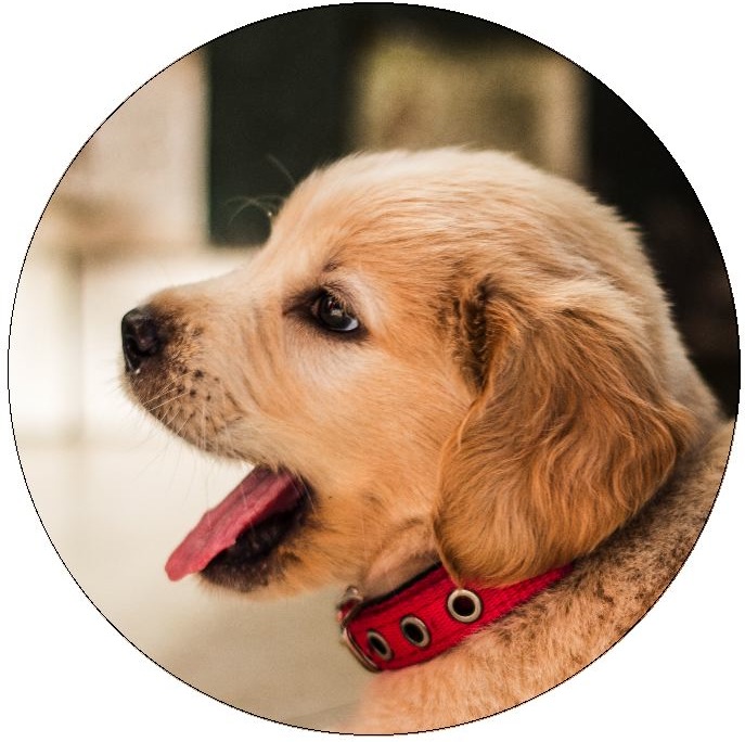 Dog Photo Pinback Buttons and Stickers