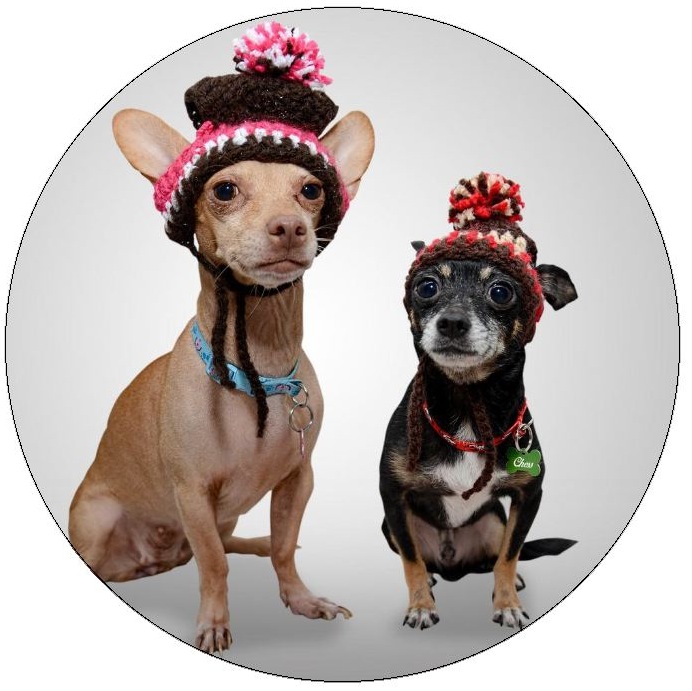 and StickersDog Photo Pinback Buttons