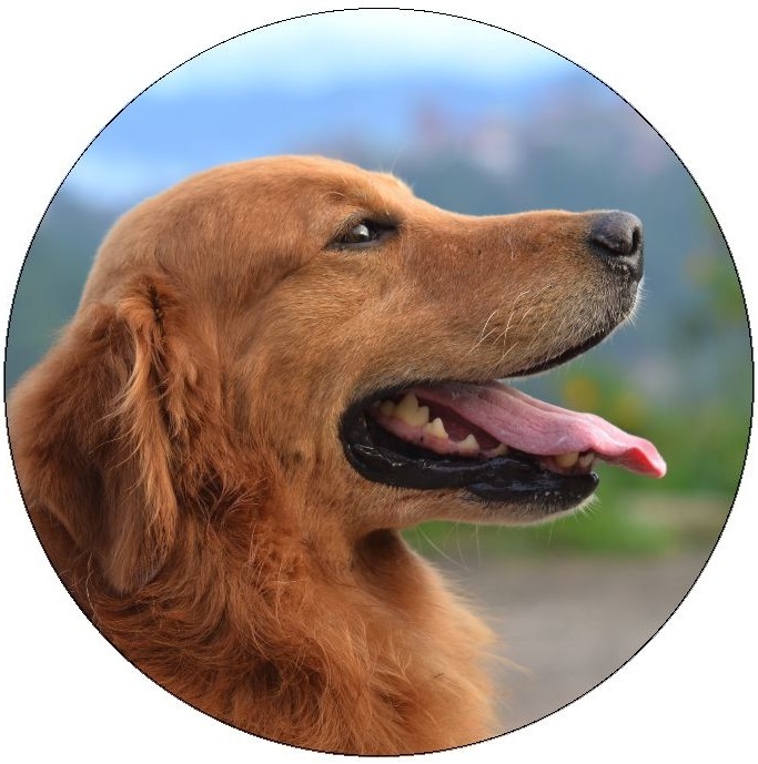 Dog Photo Pinback Buttons and Stickers