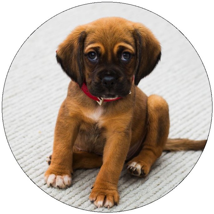 Dog Photo Pinback Buttons and Stickers