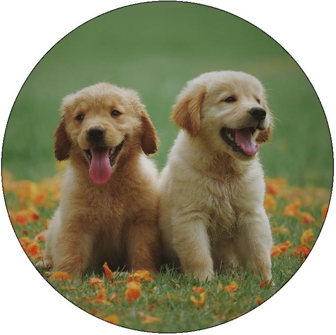 Dog Photo Pinback Buttons and Stickers