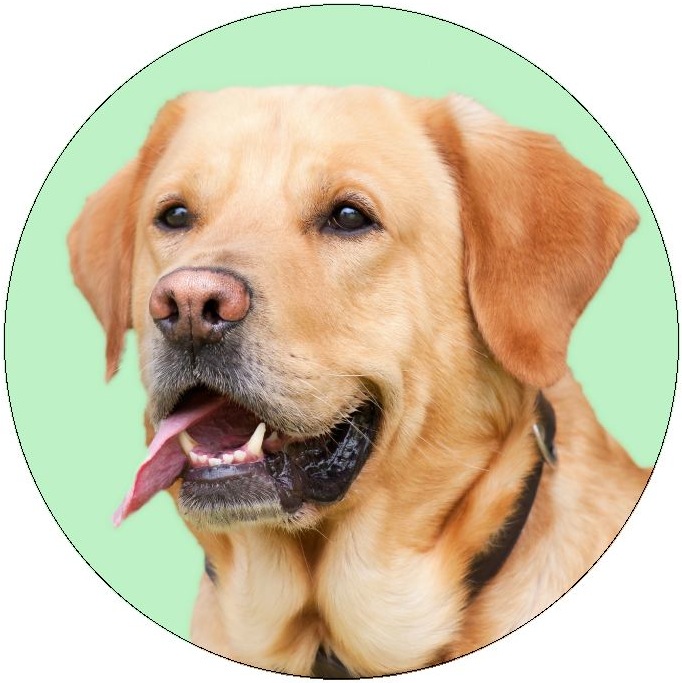 Dog Photo Pinback Buttons and Stickers