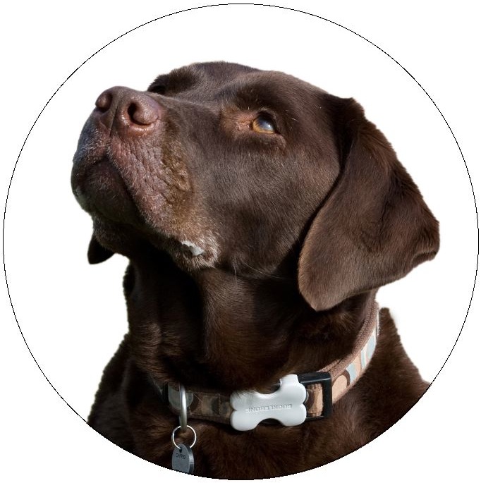 Dog Photo Pinback Buttons and Stickers