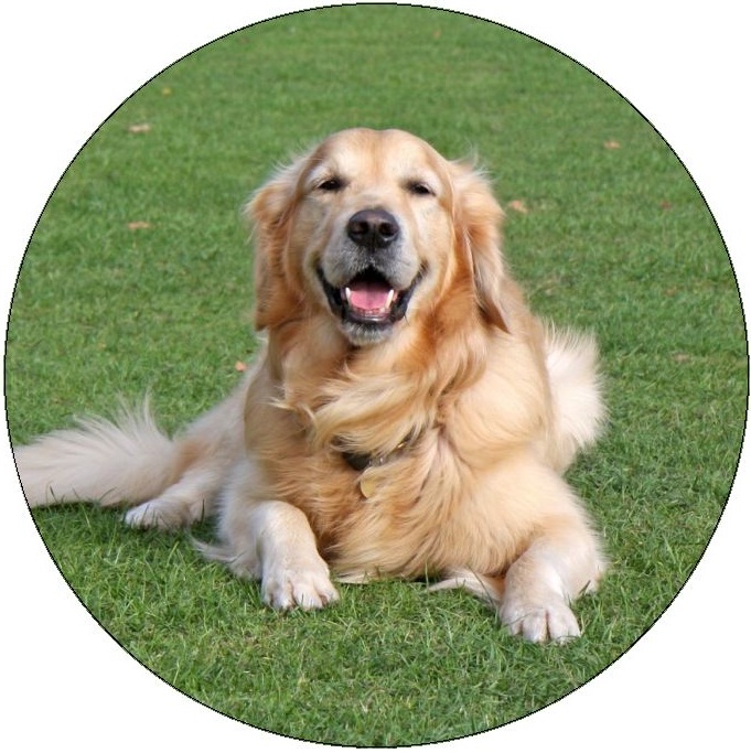 Dog Photo Pinback Buttons and Stickers