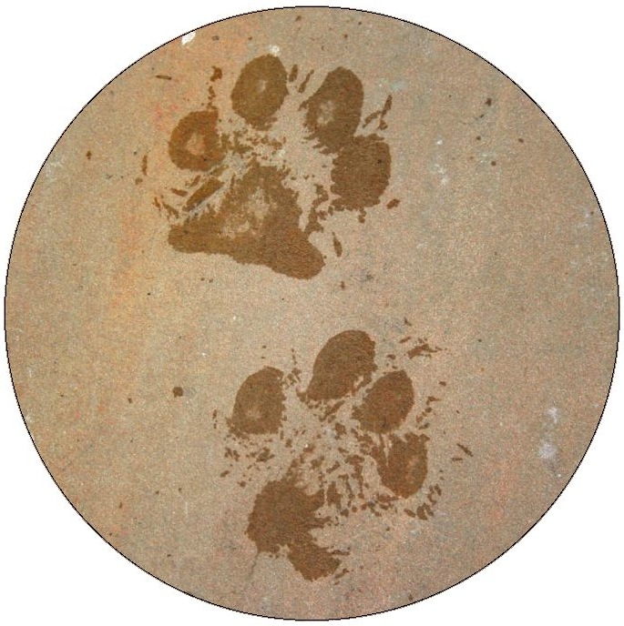 Dog Paw Print Drawing Pinback Buttons and Stickers