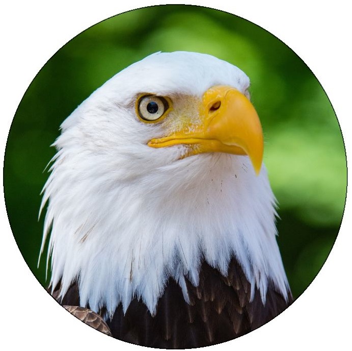 Eagle Pinback Buttons and Stickers