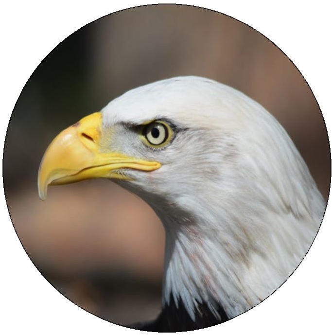 Eagle Pinback Buttons and Stickers