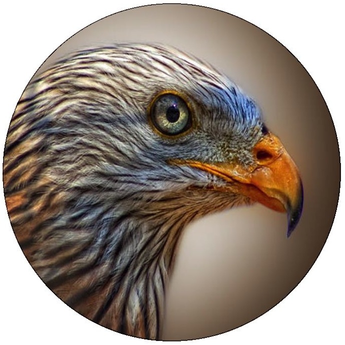 Eagle Pinback Buttons and Stickers